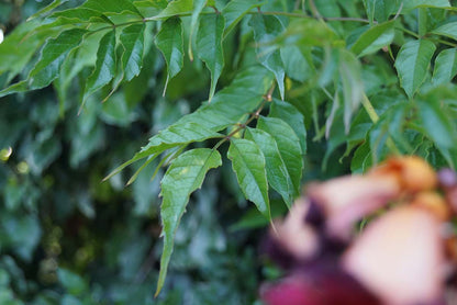Campsis tagliabuana 'Mme Galen' blad