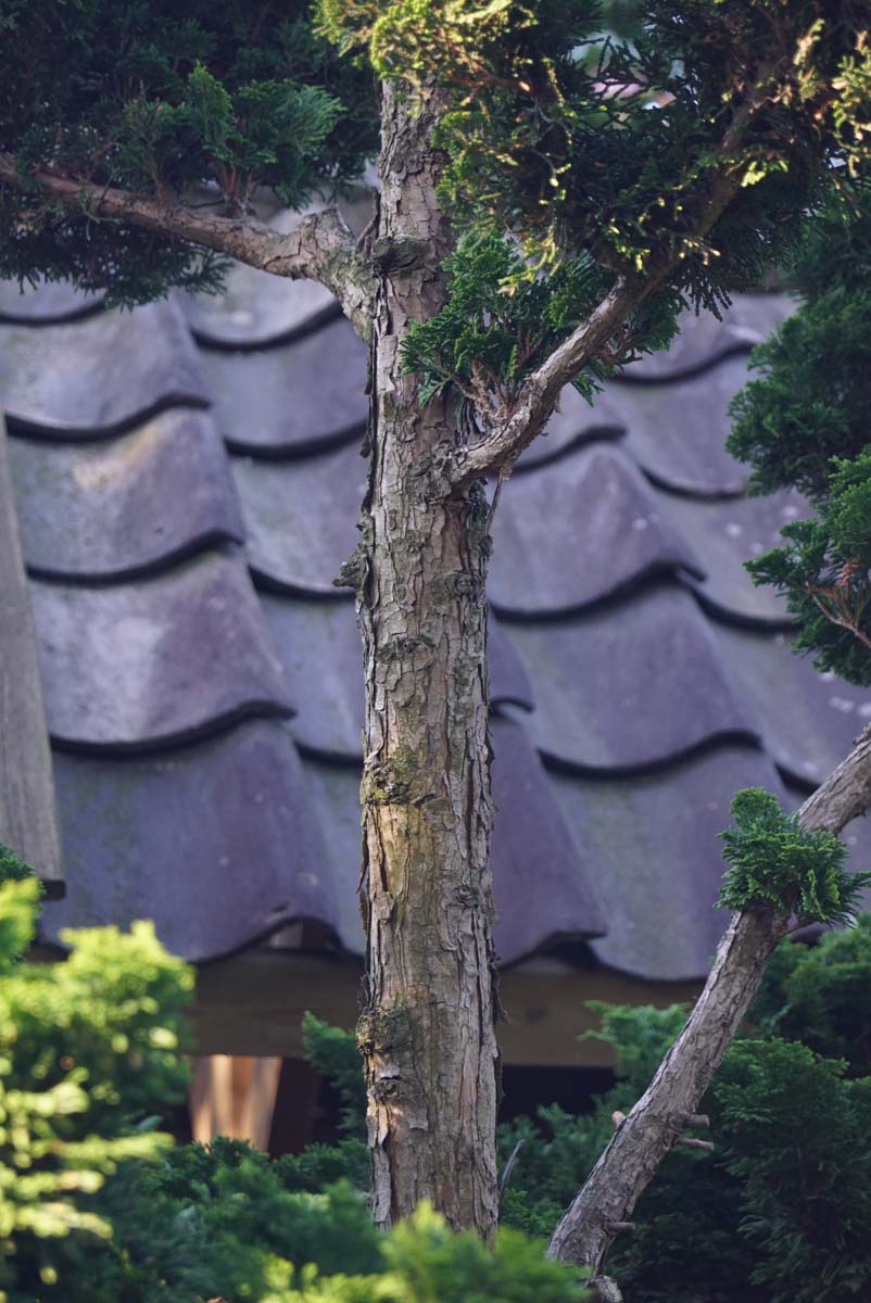 Chamaecyparis obtusa 'Nana Gracilis' meerstammig / struik stam