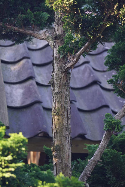 Chamaecyparis obtusa 'Nana Gracilis' meerstammig / struik stam