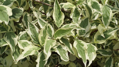 Cornus alba 'Elegantissima' op stam bladeren