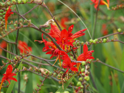 Crocosmia 'Lucifer' bloesem