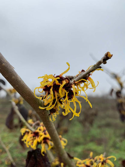Hamamelis intermedia 'Jelena' meerstammig / struik bloem