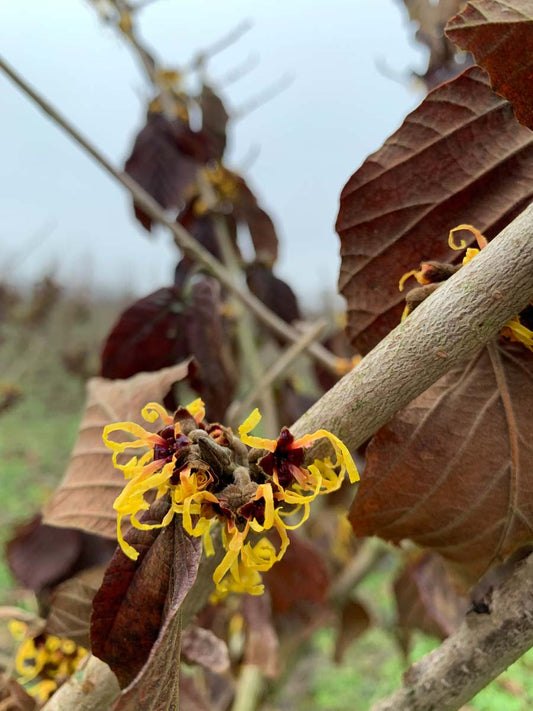Hamamelis intermedia 'Jelena' bloem