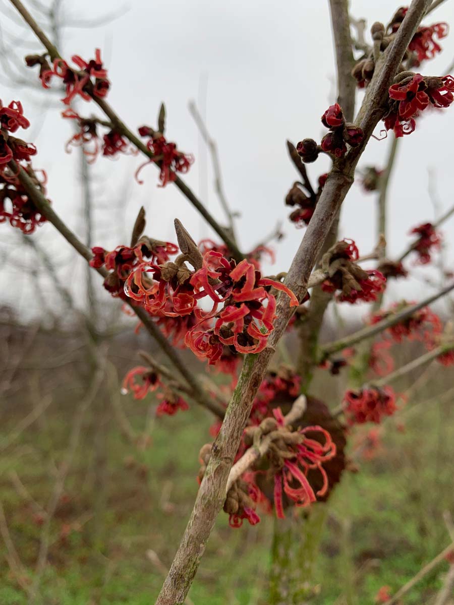 Hamamelis intermedia 'Ruby Glow' bloem