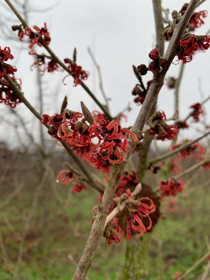 Hamamelis intermedia 'Ruby Glow' bloem