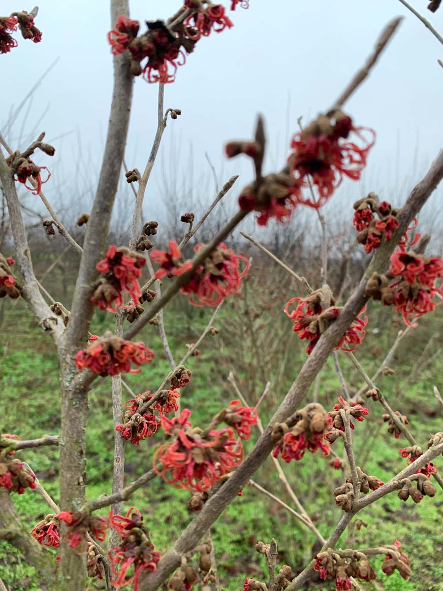 Hamamelis intermedia 'Ruby Glow' bloem