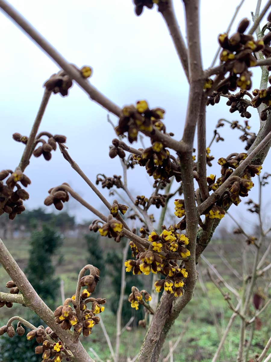 Hamamelis intermedia 'Westerstede' bloem