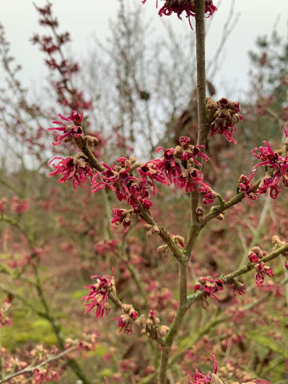 Hamamelis vernalis meerstammig / struik herfstkleur