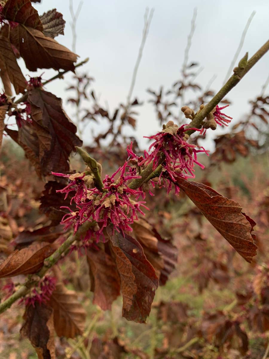 Hamamelis vernalis 'Amethyst' meerstammig / struik herfstkleur