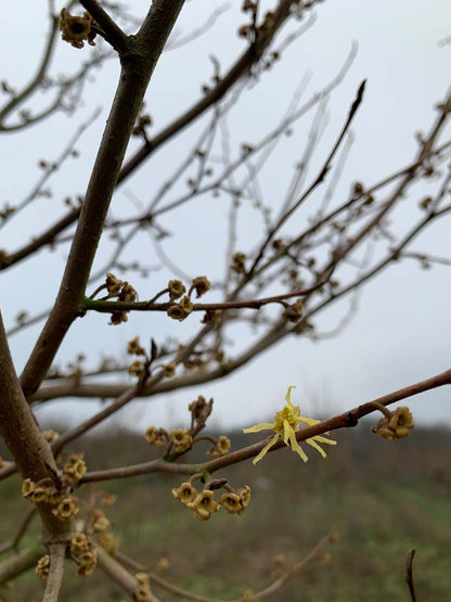 Hamamelis virginiana haagplant bloem