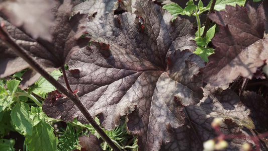 Heuchera micrantha 'Palace Purple' blad