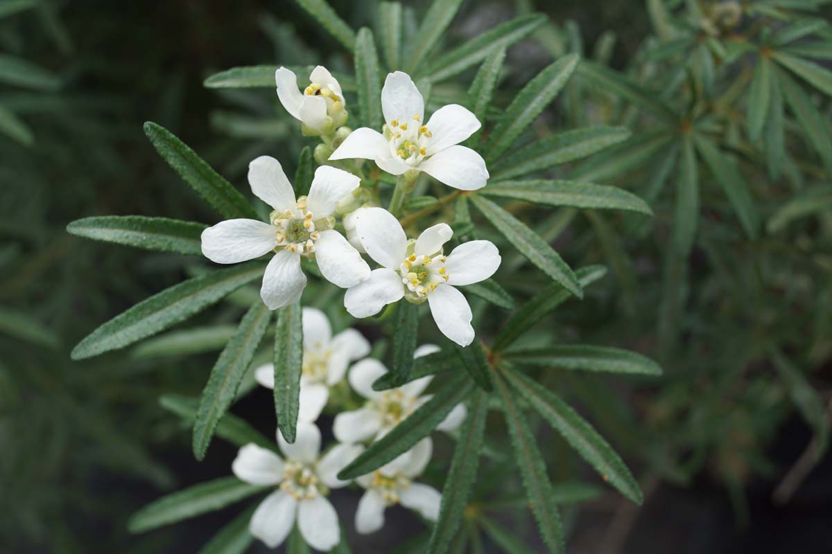 Choisya ternata 'Londaz' bloem