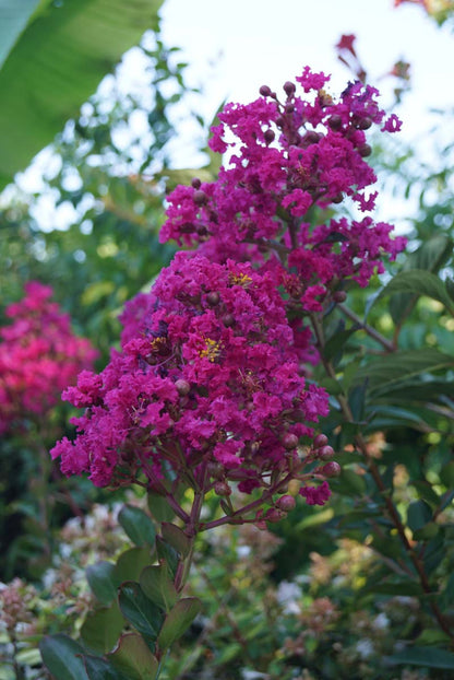 Lagerstroemia indica meerstammig / struik bloesem