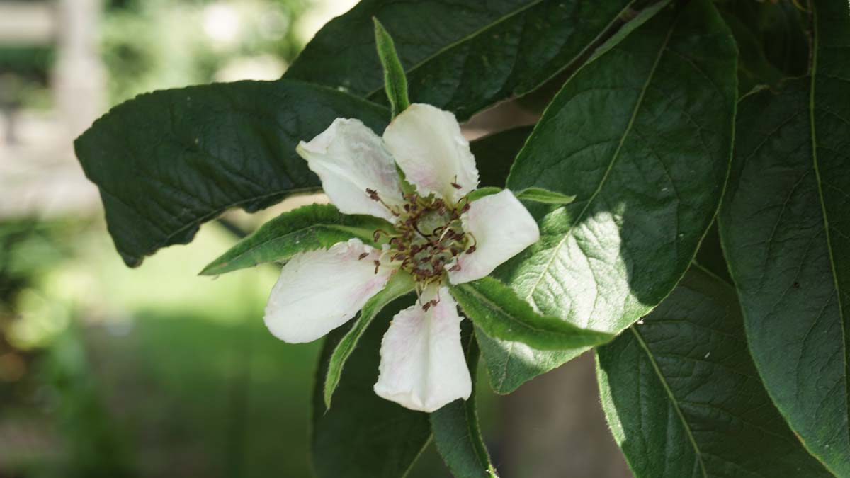 Mespilus germanica solitair bloem
