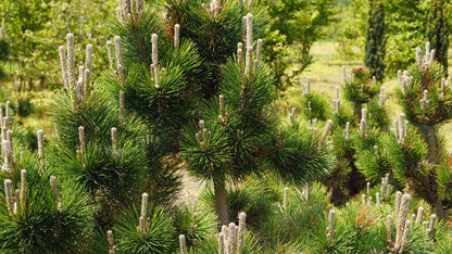 Pinus thunbergii 'Thunderhead' kegel