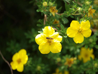 Potentilla fruticosa 'Goldfinger' haagplant bloem