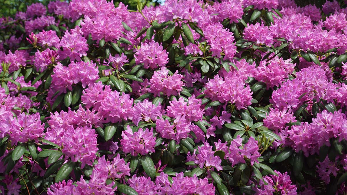 Rhododendron 'Roseum Elegans' meerstammig / struik bloesem