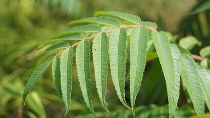 Rhus typhina solitair blad