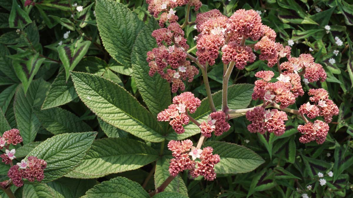 Rodgersia pinnata bloem