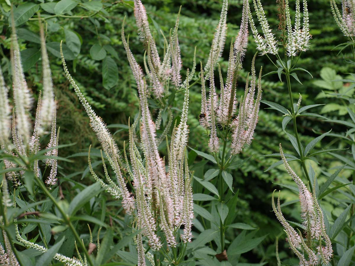 Veronicastrum virginicum 'Album' bloem