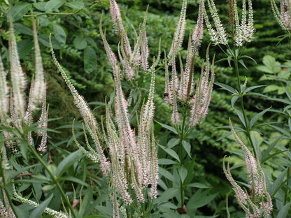 Veronicastrum virginicum 'Album' bloem