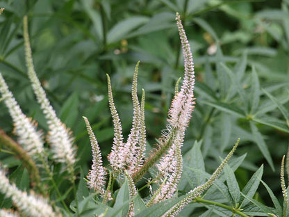 Veronicastrum virginicum 'Album' bloem