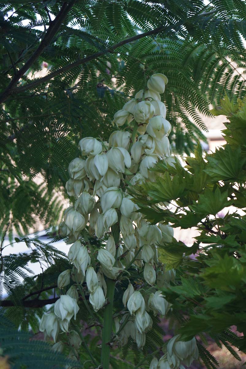Yucca gloriosa op stam bloem