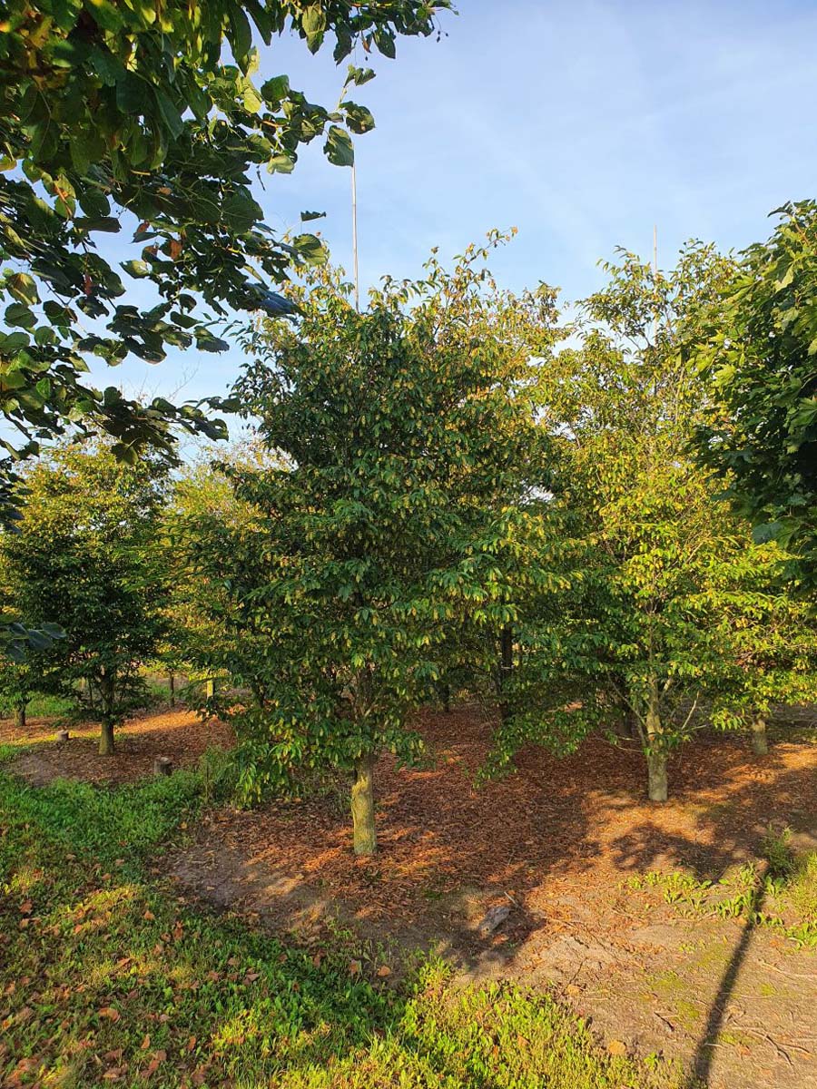 Carpinus japonica solitair solitair