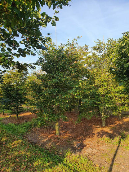 Carpinus japonica solitair solitair