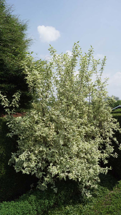 Cornus alba 'Elegantissima' meerstammig / struik struik