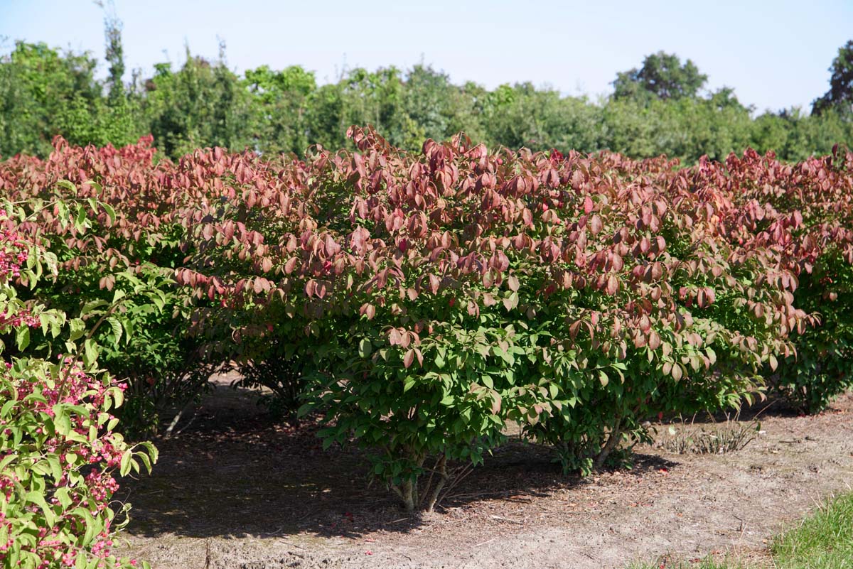 Euonymus alatus 'Compactus' meerstammig / struik struik