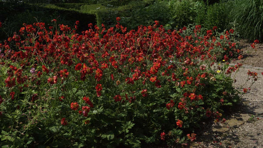 Geum chiloense 'Mrs Bradshaw' tuinplant