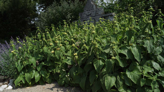 Phlomis russeliana tuinplanten