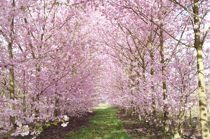 Prunus 'Accolade' op stam op stam