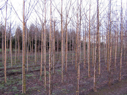 MAPSPREN8-10HODR stamomtrek 8-10