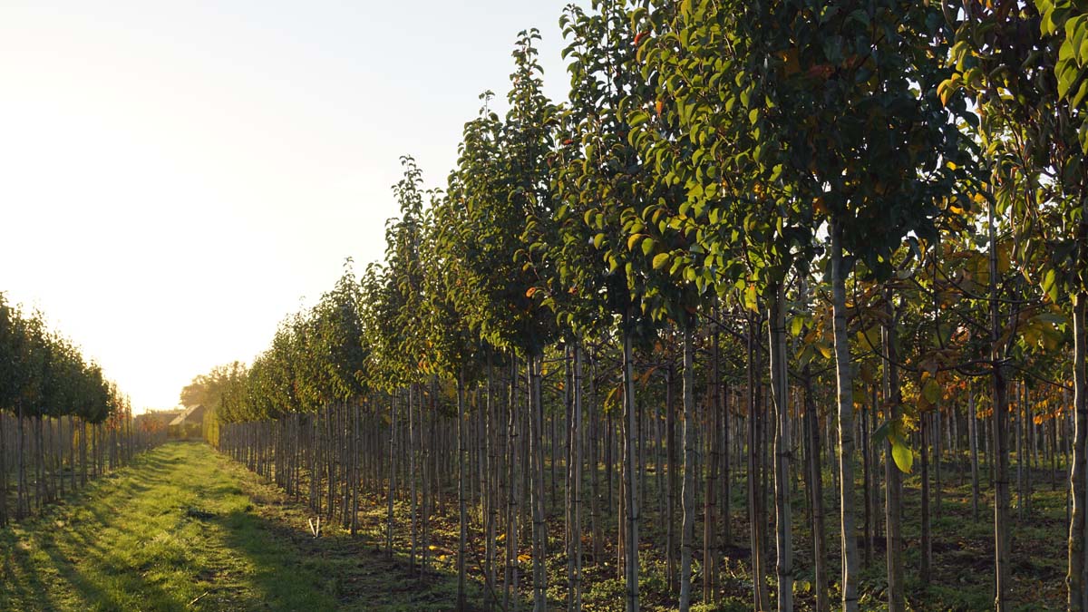 PYCCHANT12-14HODR stamomtrek 12-14