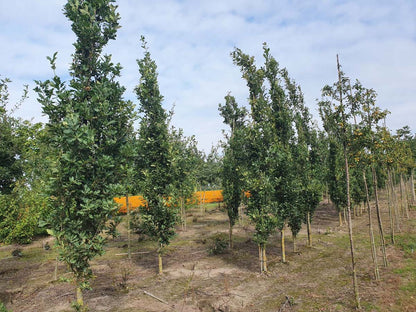 QURFKOST12-14HODRGEV stamomtrek 12-14