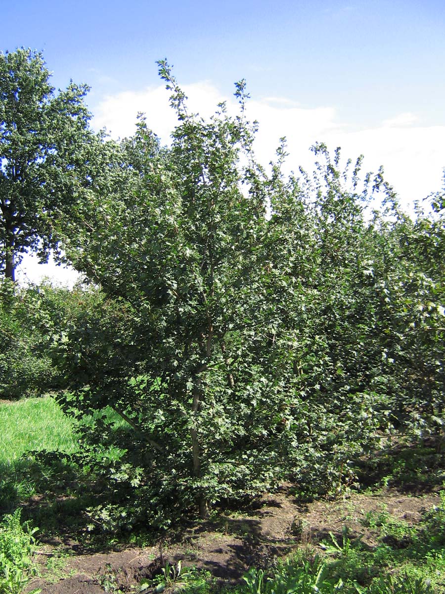 ACCAMPES300-350DRMRSTAM hoogte 300-350