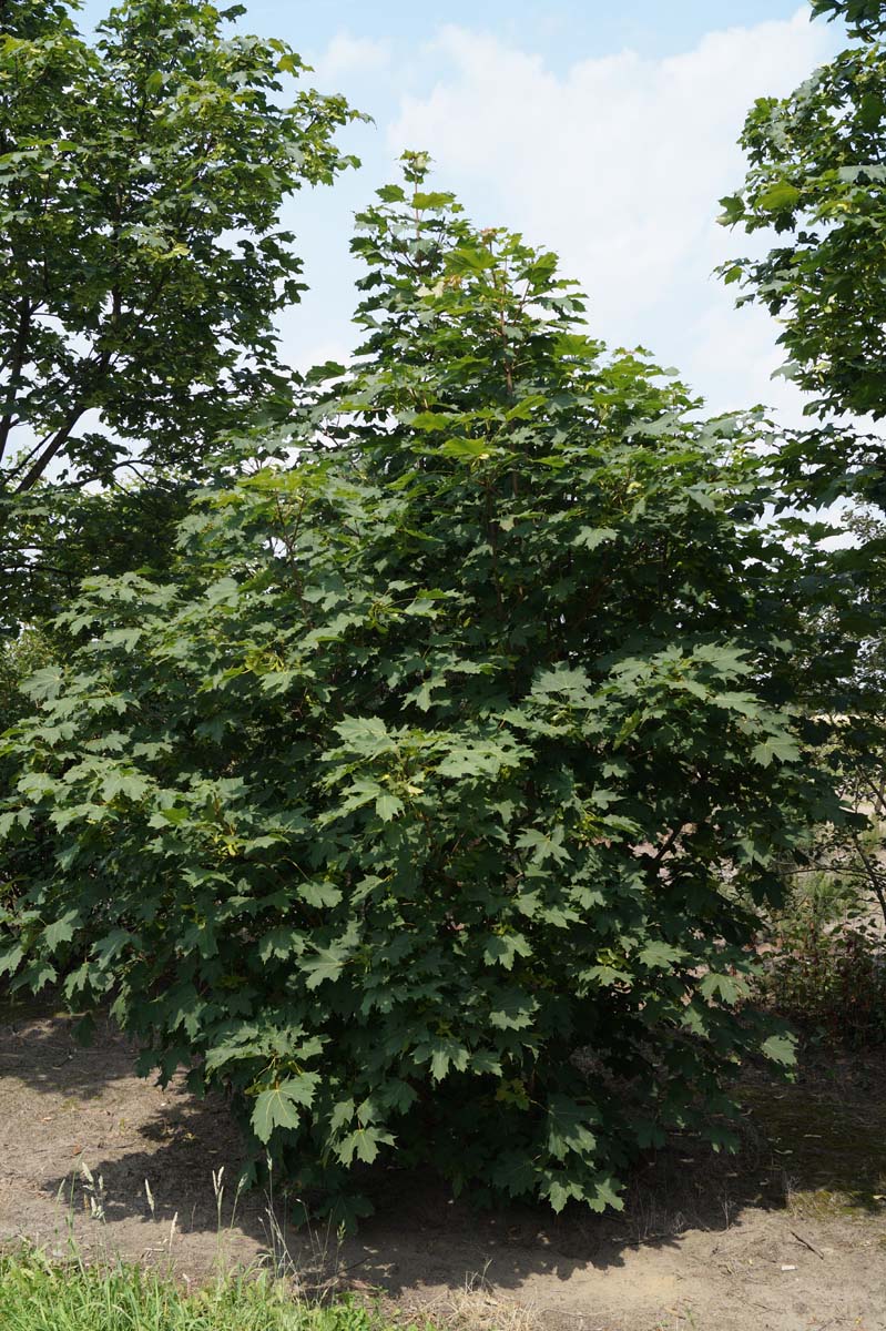 ACPLATAN250-300DRMRSTAM hoogte 250-300