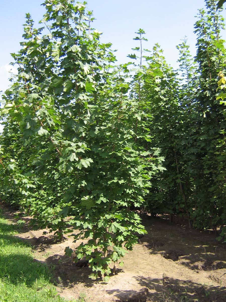 ACPLATAN300-350DRMRSTAM hoogte 300-350