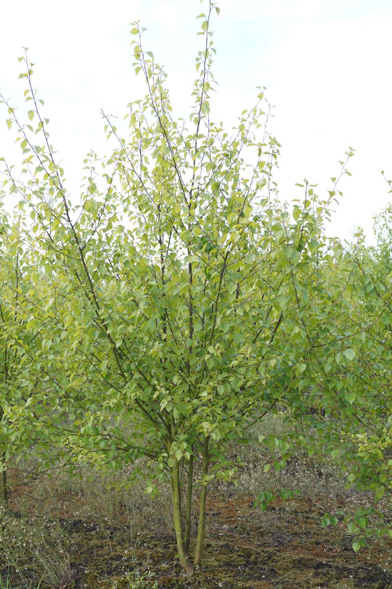 BEPUBESC400-450DRMRSTAM hoogte 400-450