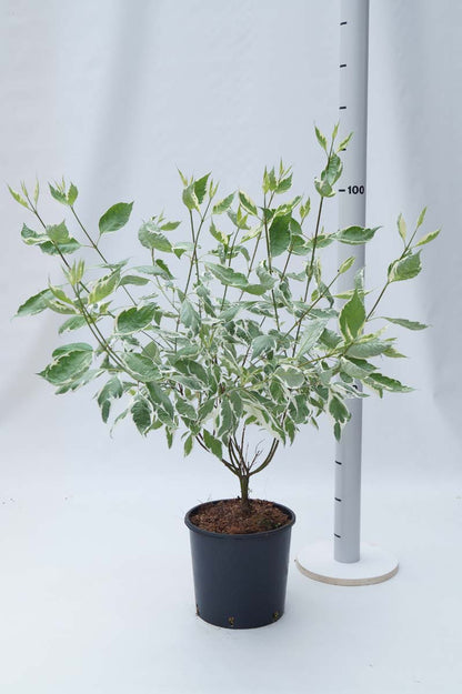 COAELEGA80-100C10 hoogte 80-100