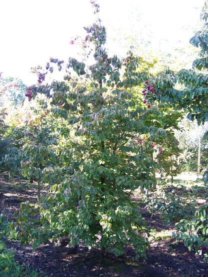 COKCHINE300-350DRSOLw150200 hoogte 300-350