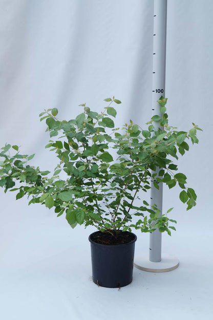 COSMFIRE60-80C10 hoogte 60-80