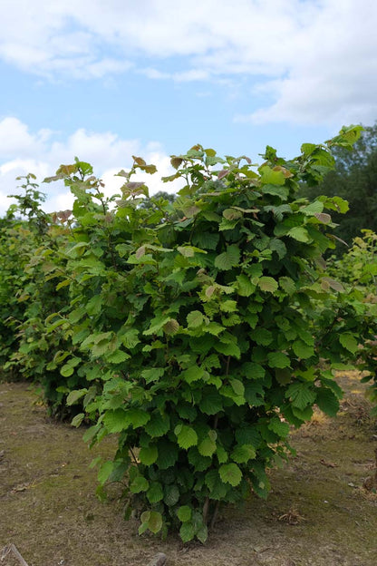 COAVELLA200-250DRSTR hoogte 200-250