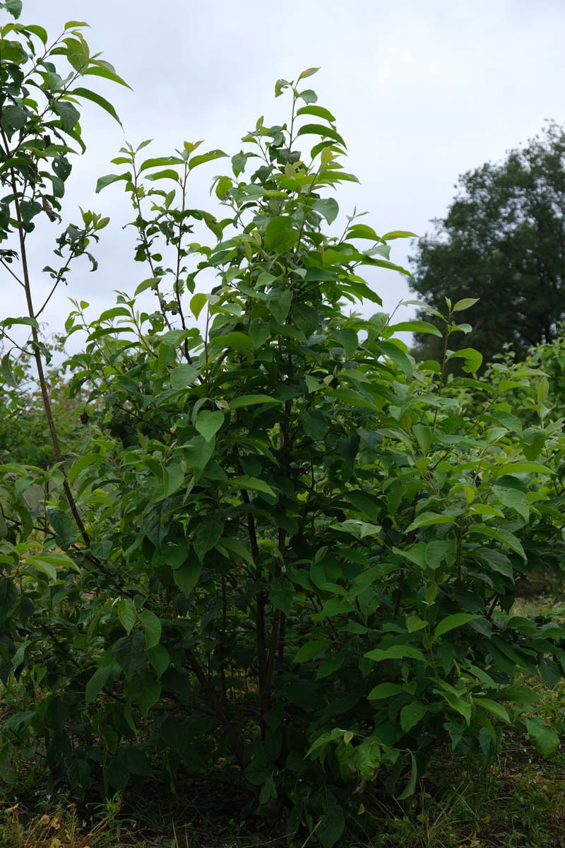 HACAROLI200-250DRMRSTAM hoogte 200-250