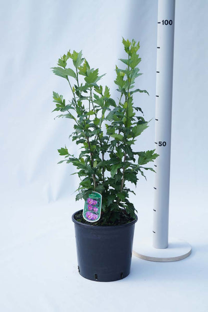 HISFLORU80-100C10 hoogte 80-100