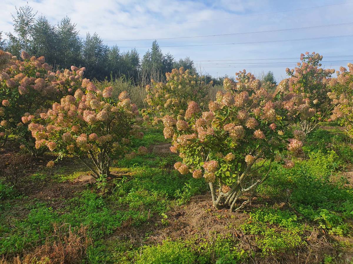 HYPLIMEL150-175DRSTR hoogte 150-175