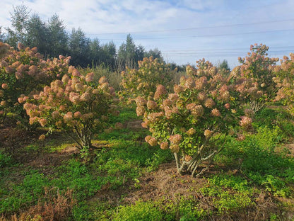 HYPLIMEL150-175DRSTR hoogte 150-175