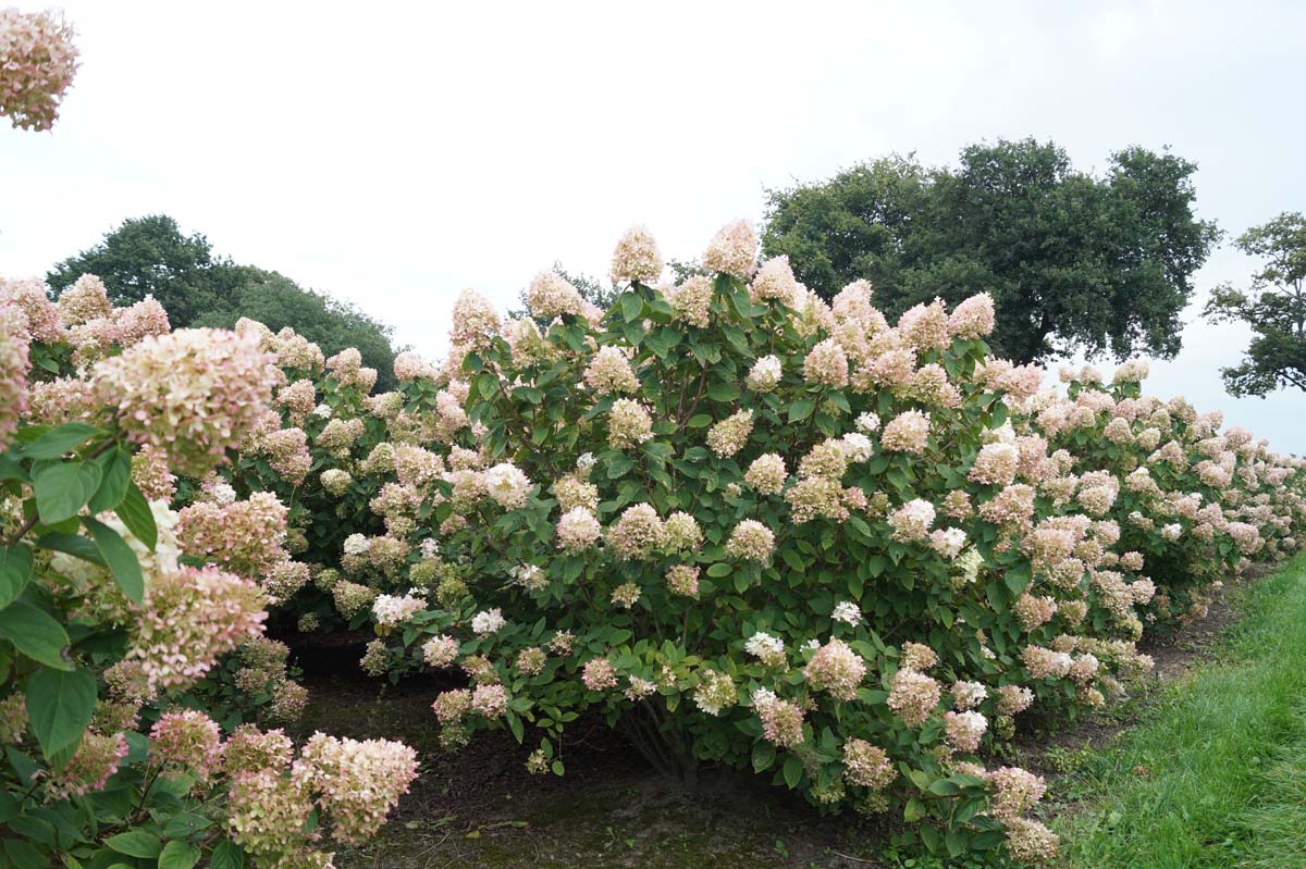 HYPLIMEL175-200DRSTR hoogte 175-200